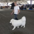 Castellón, Exposición Nacional e Internacional Canina