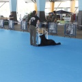 Castellón, Exposición Nacional e Internacional Canina