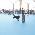 Castellón, Exposición Nacional e Internacional Canina