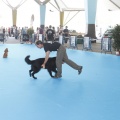 Castellón, Exposición Nacional e Internacional Canina