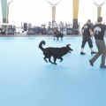Castellón, Exposición Nacional e Internacional Canina