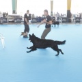 Castellón, Exposición Nacional e Internacional Canina