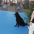 Castellón, Exposición Nacional e Internacional Canina