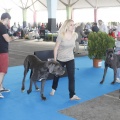 Castellón, Exposición Nacional e Internacional Canina