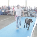 Castellón, Exposición Nacional e Internacional Canina