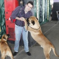 Castellón, Exposición Nacional e Internacional Canina