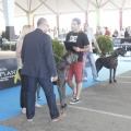 Castellón, Exposición Nacional e Internacional Canina