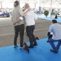 Castellón, Exposición Nacional e Internacional Canina