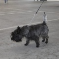 Castellón, Exposición Nacional e Internacional Canina