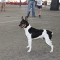 Castellón, Exposición Nacional e Internacional Canina