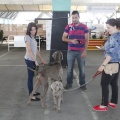 Castellón, Exposición Nacional e Internacional Canina