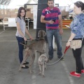 Castellón, Exposición Nacional e Internacional Canina