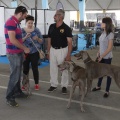Castellón, Exposición Nacional e Internacional Canina
