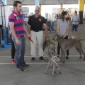 Castellón, Exposición Nacional e Internacional Canina
