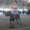 Castellón, Exposición Nacional e Internacional Canina