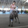 Castellón, Exposición Nacional e Internacional Canina