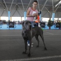 Castellón, Exposición Nacional e Internacional Canina
