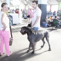 Castellón, Exposición Nacional e Internacional Canina