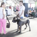 Castellón, Exposición Nacional e Internacional Canina