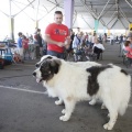Castellón, Exposición Nacional e Internacional Canina