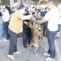 Castellón, Exposición Nacional e Internacional Canina