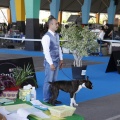Castellón, Exposición Nacional e Internacional Canina