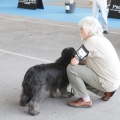 Castellón, Exposición Nacional e Internacional Canina