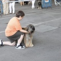Castellón, Exposición Nacional e Internacional Canina