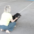 Castellón, Exposición Nacional e Internacional Canina