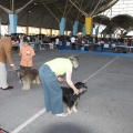 Castellón, Exposición Nacional e Internacional Canina