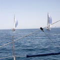Jubilata´s Cup