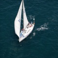 Jubilatas´s Cup