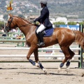Poni Club
