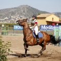 Poni Club