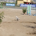 Poni Club
