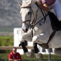 Poni Club