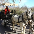 San Antonio Abad