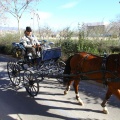 San Antonio Abad