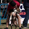 Gran Premio PICEMAR
