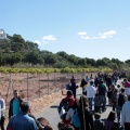 Romeria de les Canyes