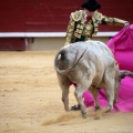 Castellón, Magdalena 2014