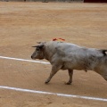 Castellón, Magdalena 2014