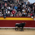 Castellón, Magdalena 2014