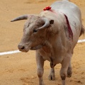 Castellón, Magdalena 2014