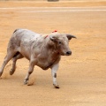 Castellón, Magdalena 2014