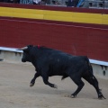 Castellón, Magdalena 2014