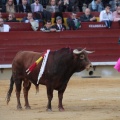 Castellón, Magdalena 2014