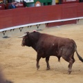 Castellón, Magdalena 2014