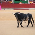 Castellón, Magdalena 2014