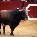 Feria de la Magdalena 2014